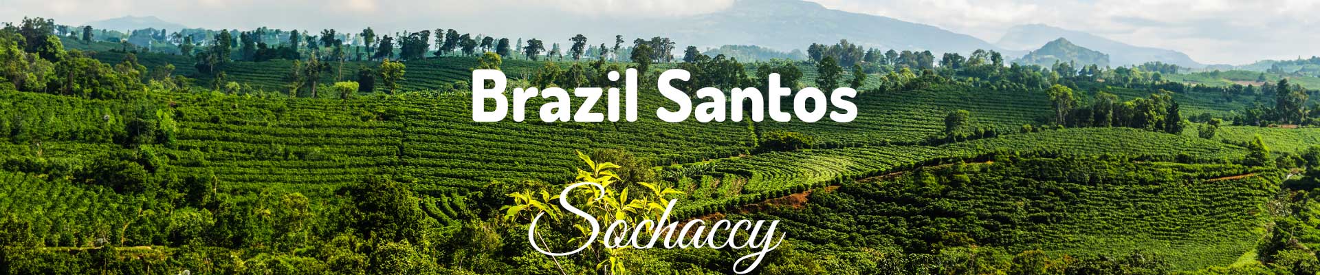 Kawa Brazylia Santos Sochaccy