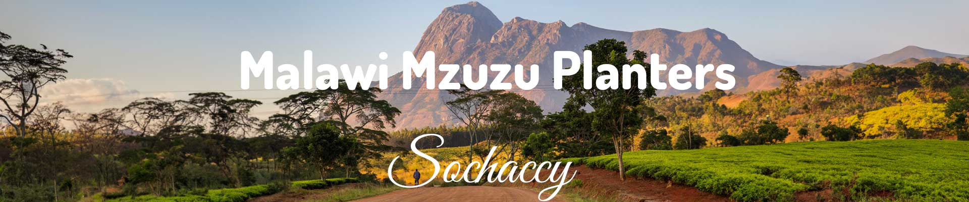 Kawa Malawi Mzuzu Planters