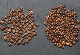 Arabica czy Robusta? Odkryj tajemnice dwóch najpopularniejszych gatunków kawy!