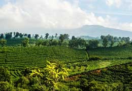 Kawa z Brazylii: Od Historii po Tajemnice Regionów Upraw IV