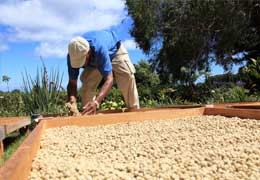 Metody obróbki kawy - Naturalna Obróbka Kawy (Natural Processed Coffee)