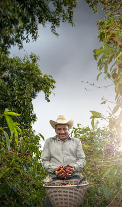  Kawy Gwatemali 